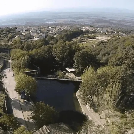 Acebuche En Valle Del Ambroz *