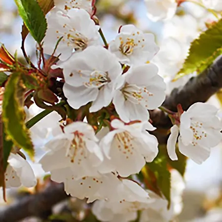 Acebuche En Valle Del Ambroz 乡村民宿 *