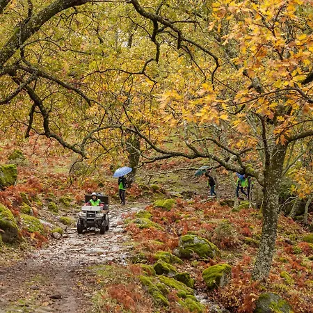 Acebuche En Valle Del Ambroz
