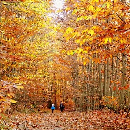 Casas Rurales Acebuche, Descubre el Otoño Mágico en el Valle de Ambroz *