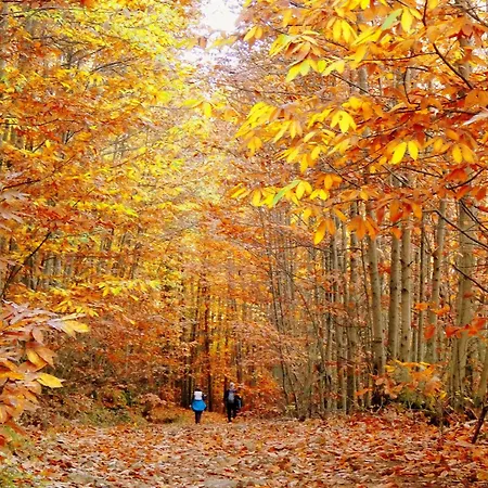 Acebuche En Valle Del Ambroz *