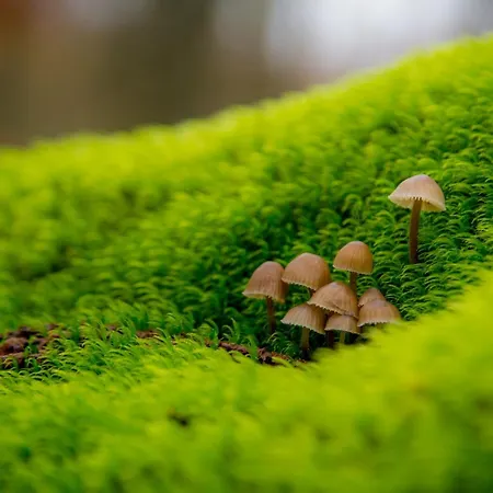 Acebuche En Valle Del Ambroz 乡村民宿 *