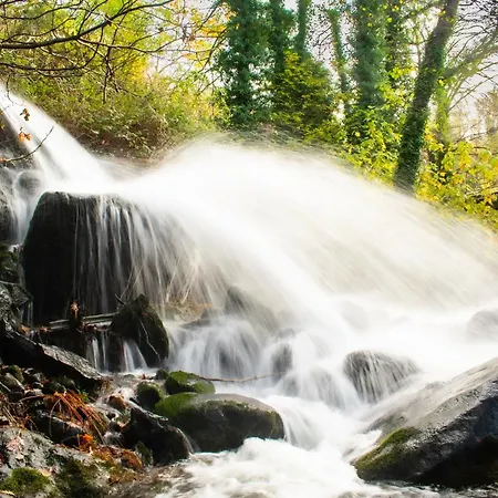 Acebuche En Valle Del Ambroz * Casas del Monte