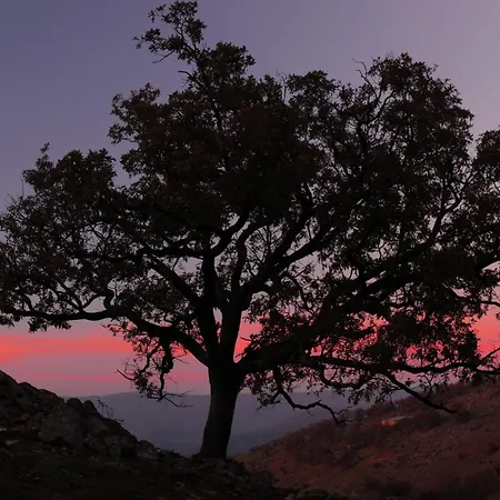 Acebuche En Valle Del Ambroz