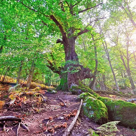 Acebuche, Descubre El Otoño Mágico En El Valle De Ambroz Casas del Monte