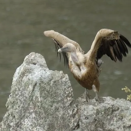 Acebuche En Valle Del Ambroz * Casas del Monte