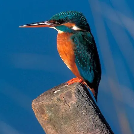 Acebuche En Valle Del Ambroz Casas del Monte