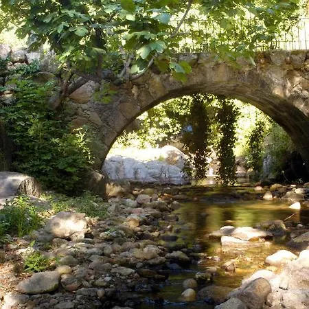 Acebuche En Valle Del Ambroz