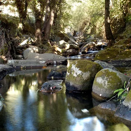 Acebuche En Valle Del Ambroz