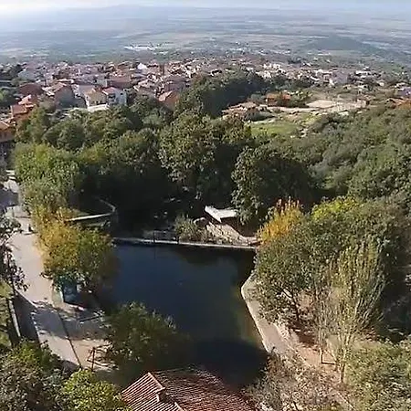 Acebuche En Valle Del Ambroz *
