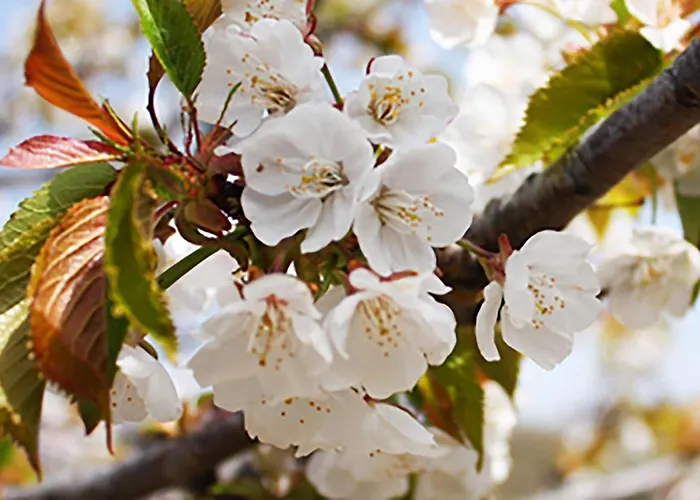Casa Rural Acebuche - Valle Del Ambroz, Caceres Country house *