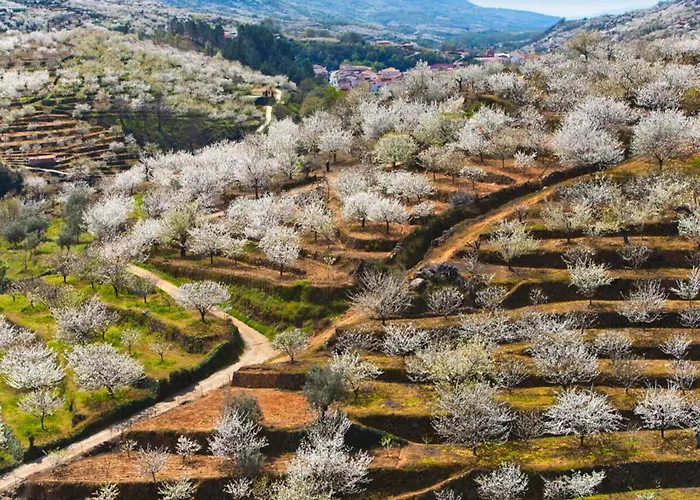Acebuche En Valle Del Ambroz * Casas del Monte