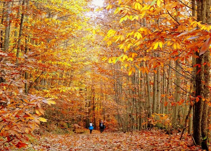 Acebuche En Valle Del Ambroz *