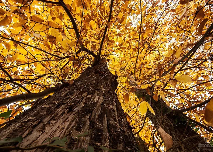 Country house Casa Rural Acebuche - Valle Del Ambroz, Caceres