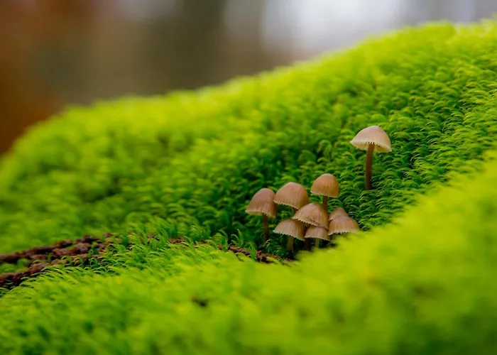 Acebuche En Valle Del Ambroz Venkovský dům *