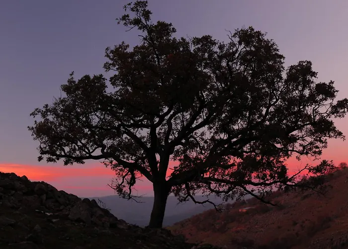 Acebuche En Valle Del Ambroz