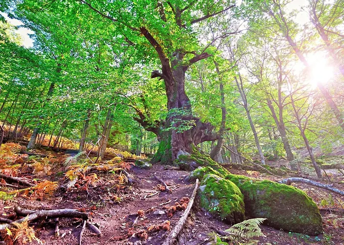 Acebuche En Valle Del Ambroz Casas del Monte