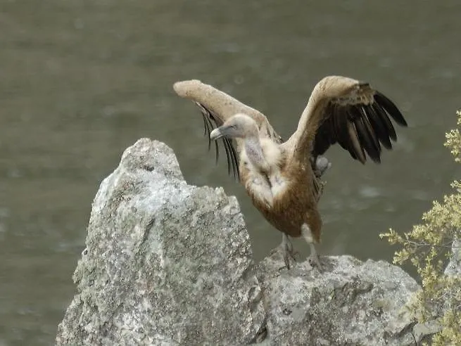 Acebuche En Valle Del Ambroz * Casas del Monte