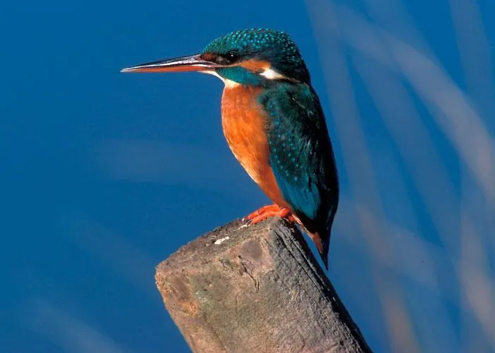 Casa Rural Acebuche - Valle Del Ambroz, Caceres Casas del Monte