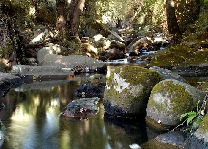 Acebuche En Valle Del Ambroz
